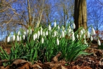 This is how snowdrops appeared in the snow, signaling the arrival of spring. - Page Preview